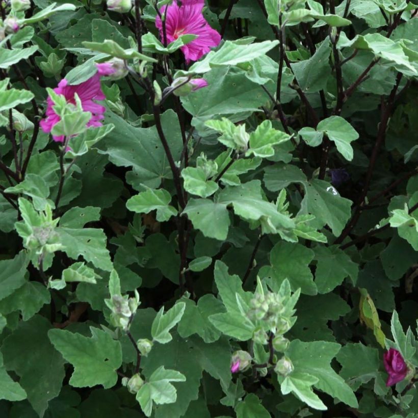 Buschmalve Red Rum - Lavatera (Foliage)