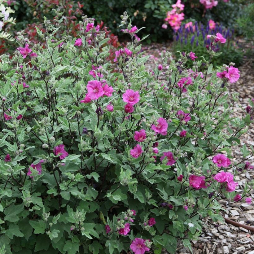 Buschmalve Red Rum - Lavatera (Plant habit)