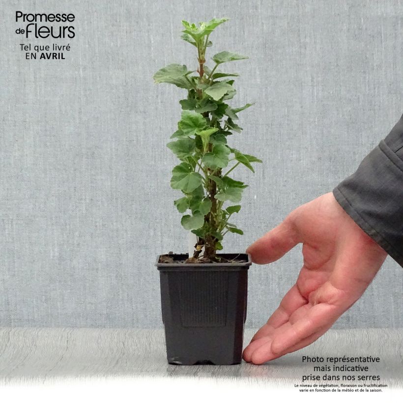 Example of Buschmalve Barnsley - Lavatera Kleine Töpfe von 8/9 cm as you get in printemps