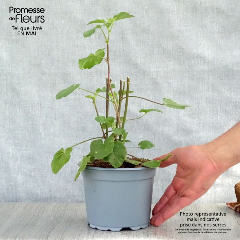 Example of Buschmalve Barnsley - Lavatera Topf mit 2L/3L as you get in printemps