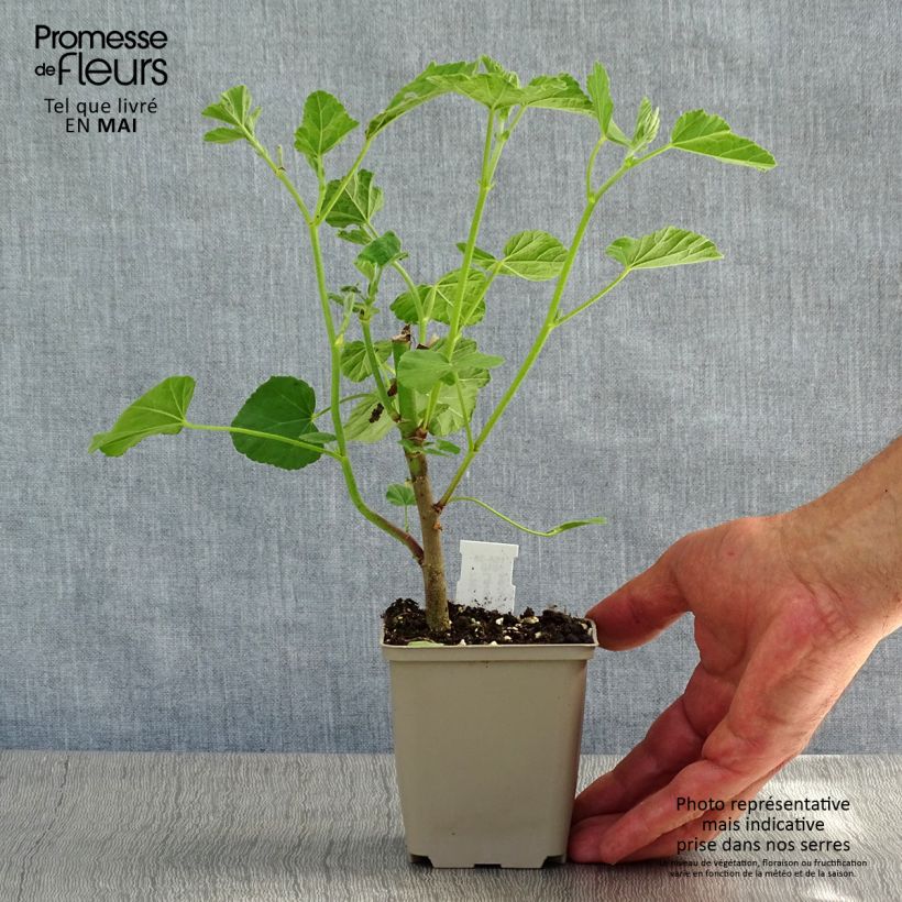 Example of Buschmalve Blushing Bride - Lavatera Kleine Töpfe von 8/9 cm as you get in printemps