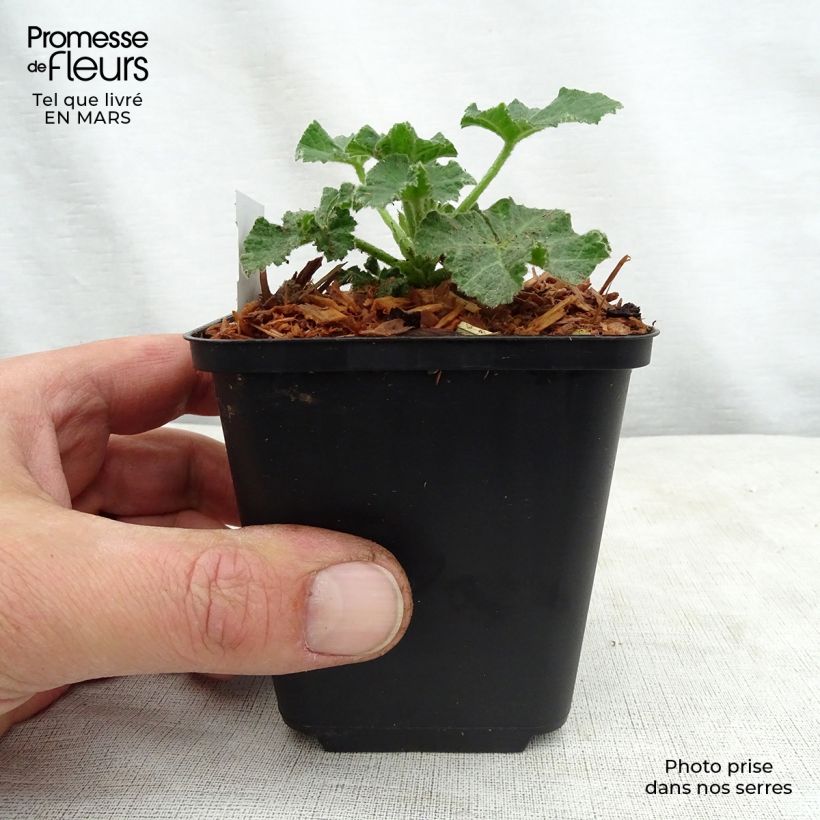 Example of Buschmalve White Angel - Lavatera Kleine Töpfe von 8/9 cm as you get in printemps