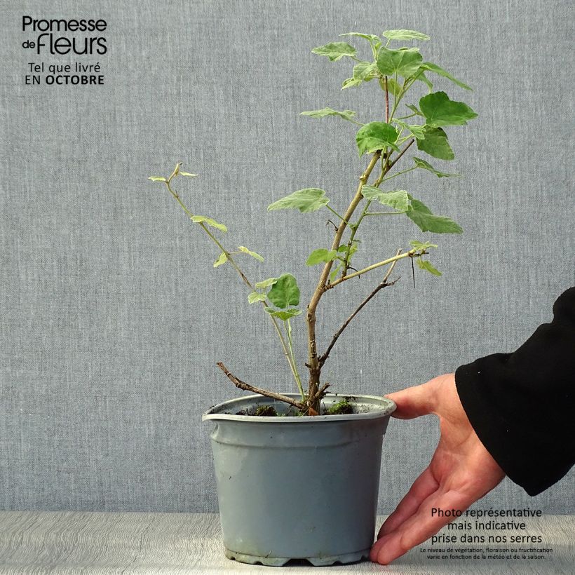 Exemplar von Lavatera thuringiaca Bredon Springs - Strauchpappel Topf mit 2L/3L wie im Herbst geliefert