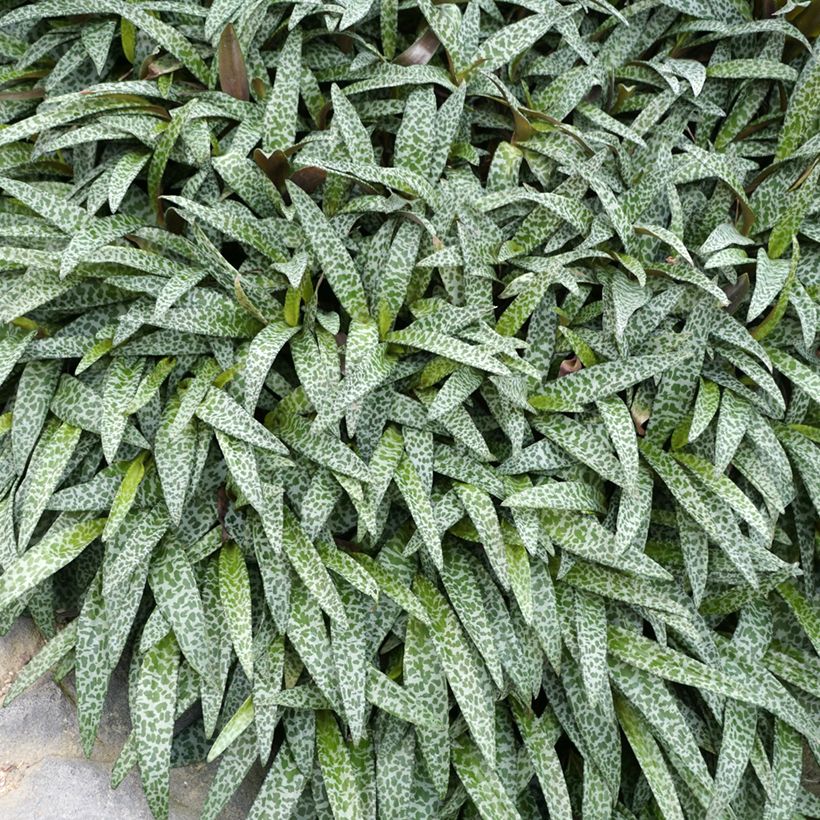 Ledebouria socialis (Foliage)