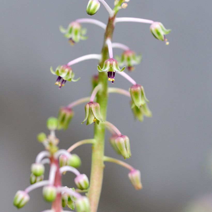 Ledebouria socialis (Flowering)