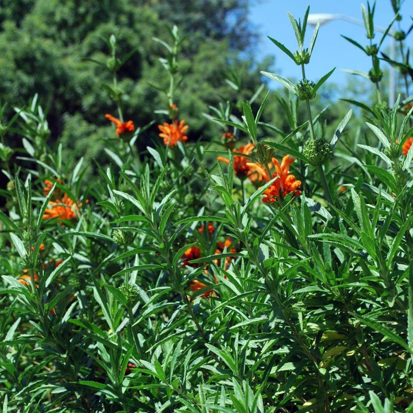 Leonotis leonurus - Afrikanisches Löwenohr (Foliage)