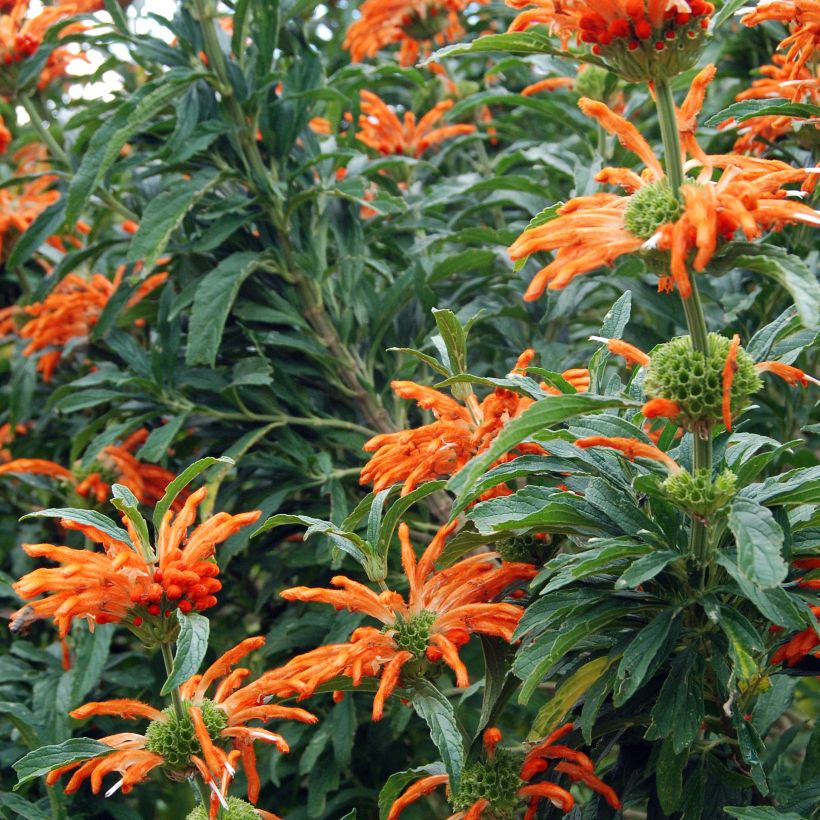Leonotis leonurus - Afrikanisches Löwenohr (Flowering)