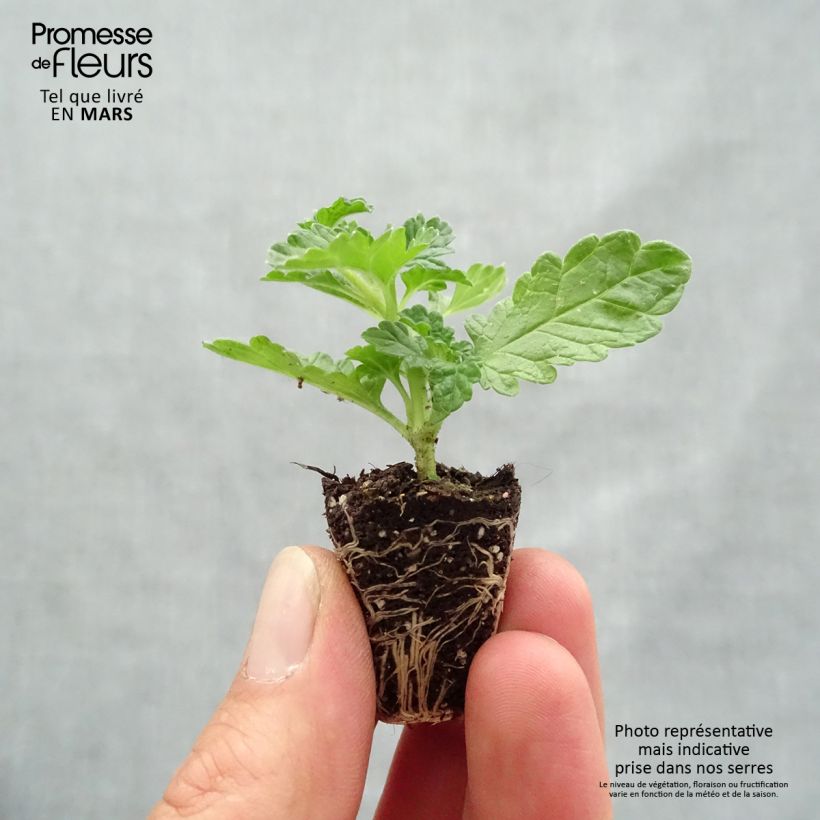 Example of Leonotis leonurus - Afrikanisches Löwenohr Mini-Plug Ø 3/4 cm as you get in printemps