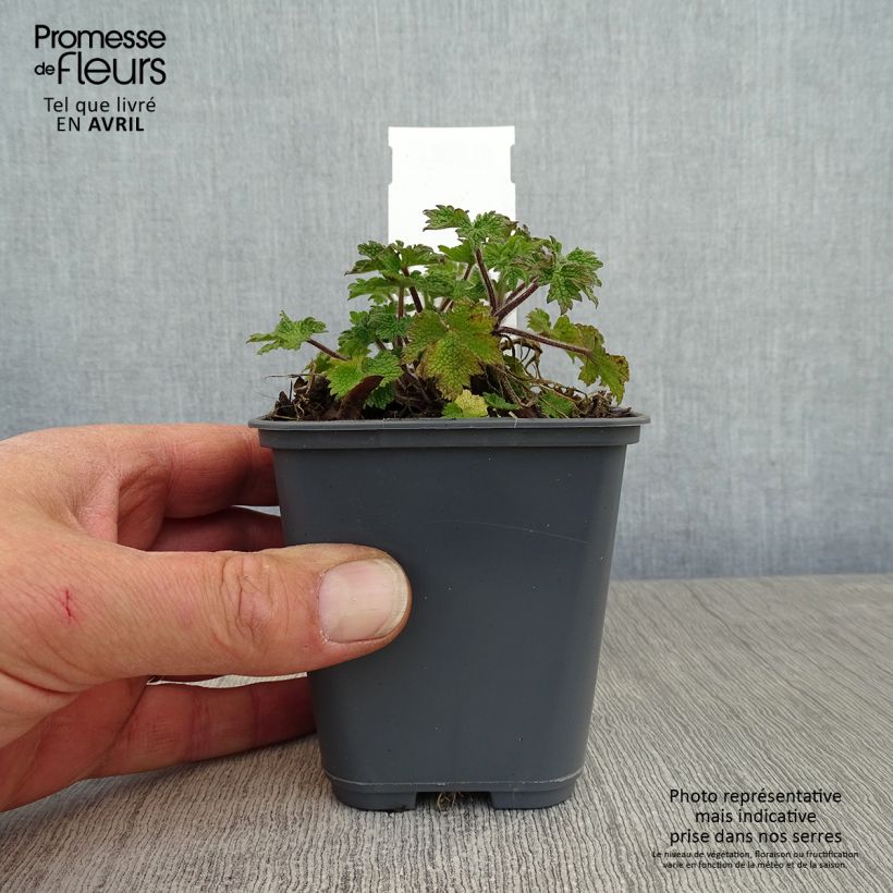 Exemplar von Leonurus cardiaca - Echter Löwenschwanz Kleine Töpfe von 8/9 cm wie im Frühjahr geliefert