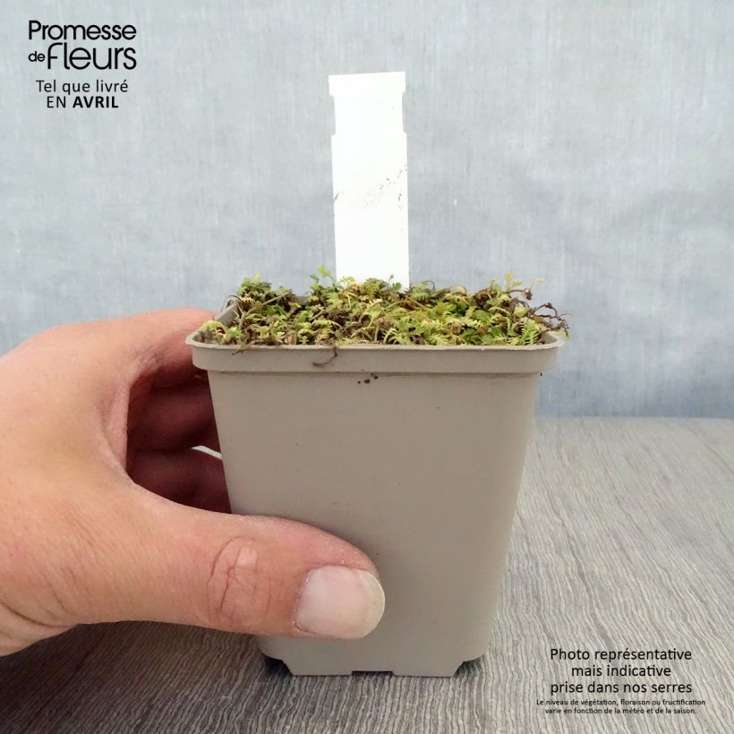 Example of Leptinella dioica Minima - Fiederpolster Kleine Töpfe von 8/9 cm as you get in printemps