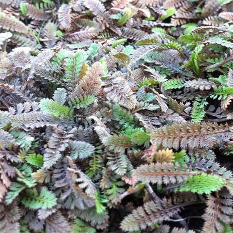 Leptinella potentillina - Fingerkraut Fiederteppich (Laub)