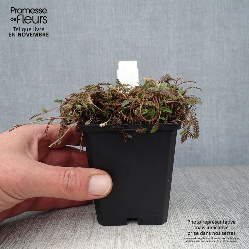 Exemplar von Leptinella potentillina - Fingerkraut Fiederteppich Kleine Töpfe von 8/9 cm wie im Herbst geliefert