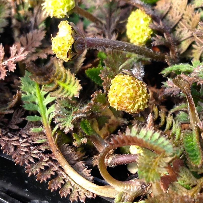 Leptinella squalida - Fiederpolster (Blüte)