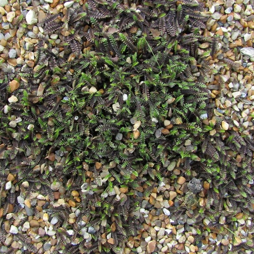 Leptinella squalida - Fiederpolster (Wuchs)