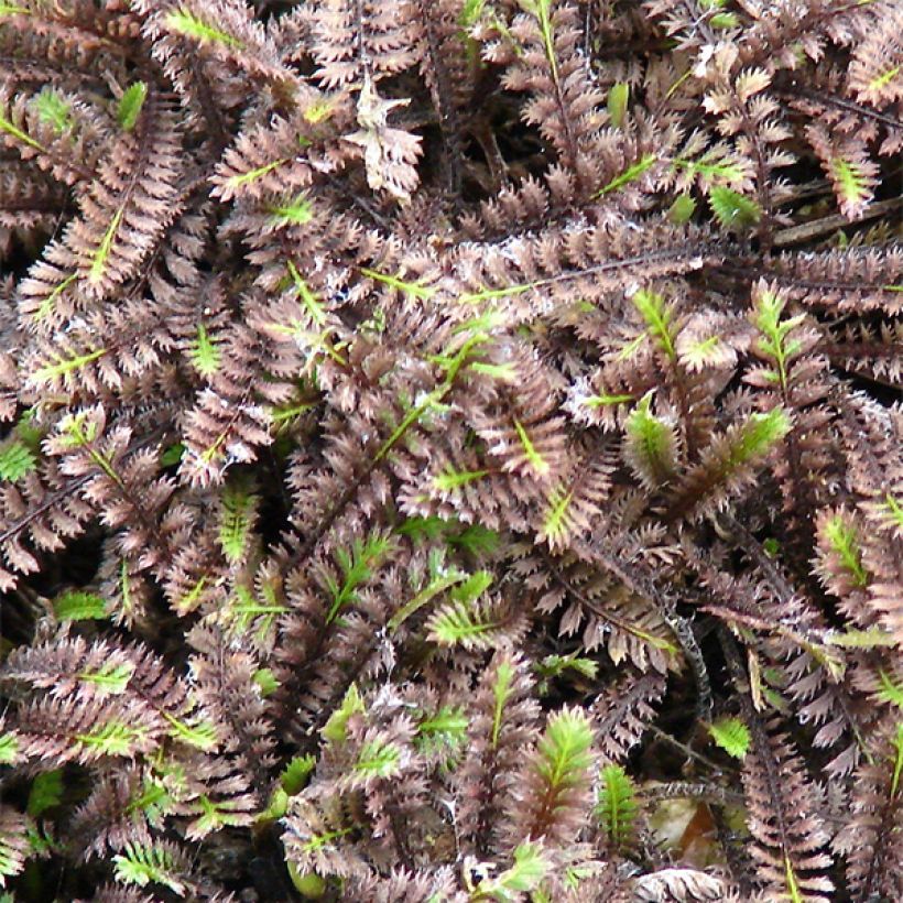 Leptinella squalida Platt's Black - Fiederpolster (Foliage)