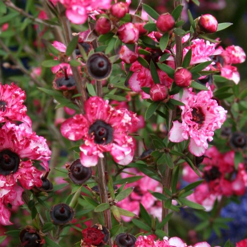 Leptospermum scoparium Coral candy - Steinsame (Flowering)