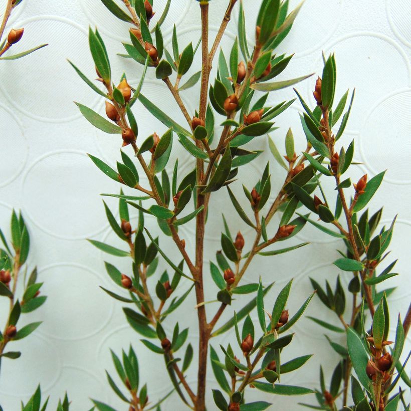 Leptospermum Karo Pearl Star - Steinsame (Foliage)