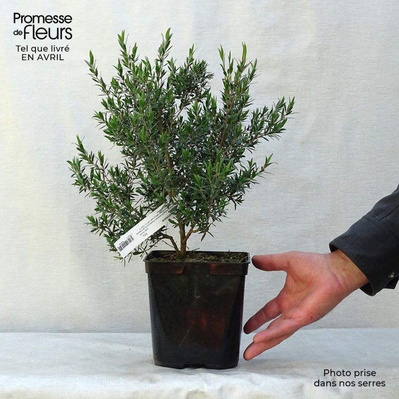 Example of Leptospermum Karo Pearl Star - Steinsame Topf mit 2L/3L as you get in printemps