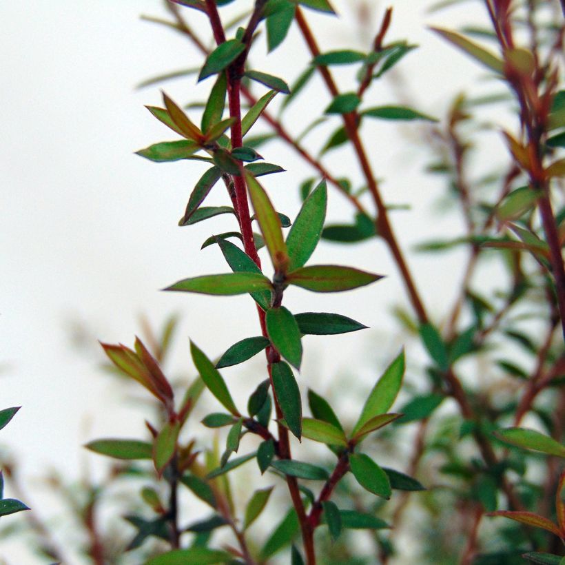 Leptospermum scoparium Wiri Kerry - Steinsame (Foliage)