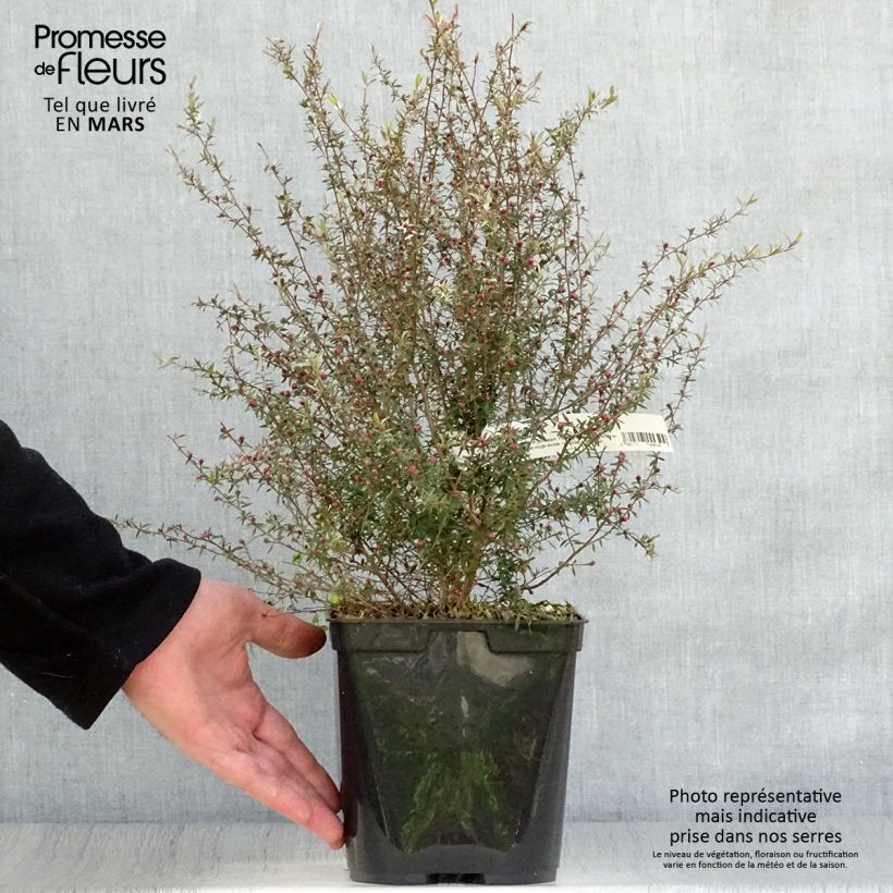 Example of Leptospermum scoparium Wiri Kerry - Steinsame Topf mit 2L/3L as you get in printemps
