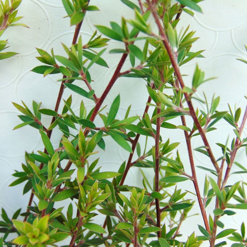 Leptospermum scoparium Blanc - Steinsame (Foliage)