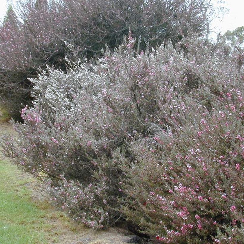 Leptospermum scoparium Blanc - Steinsame (Plant habit)