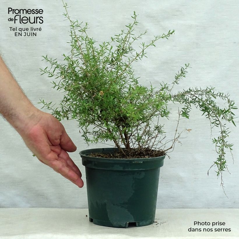 Exemplar von Leptospermum scoparium Blanc - Steinsame Topf mit 2L/3L wie im Sommer geliefert