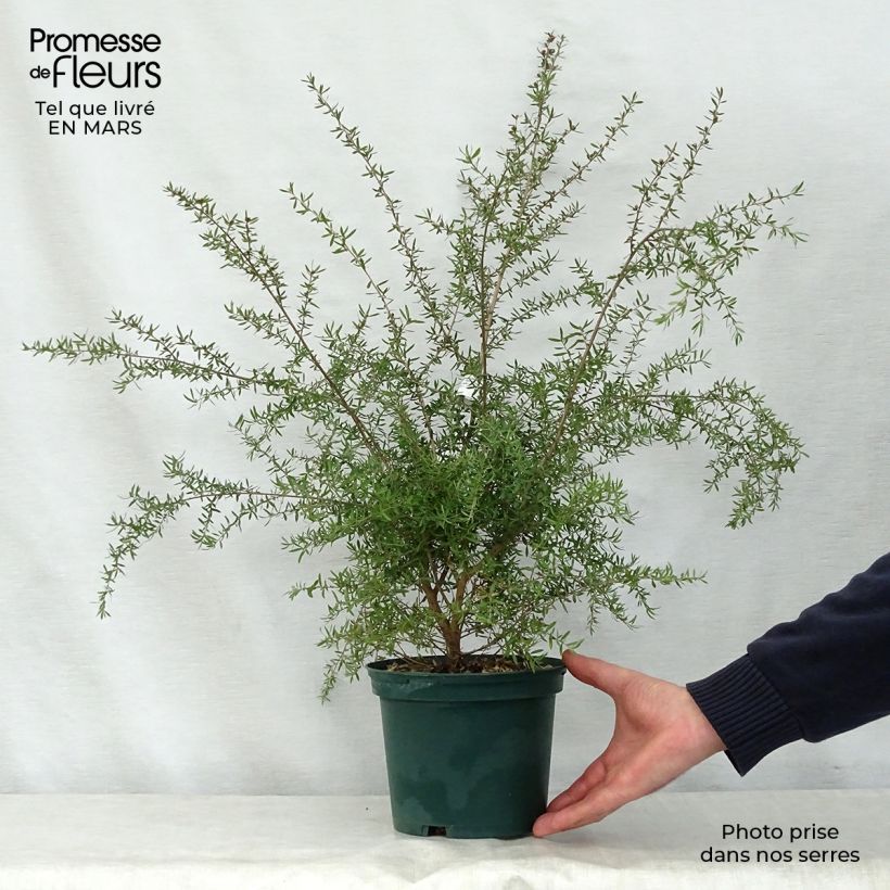 Example of Leptospermum scoparium Blanc - Steinsame Topf mit 2L/3L as you get in printemps