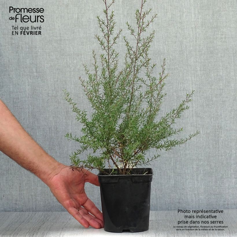 Exemplar von Leptospermum scoparium Crimson Glory - Steinsame Topf mit 3L/4L wie im Herbst geliefert