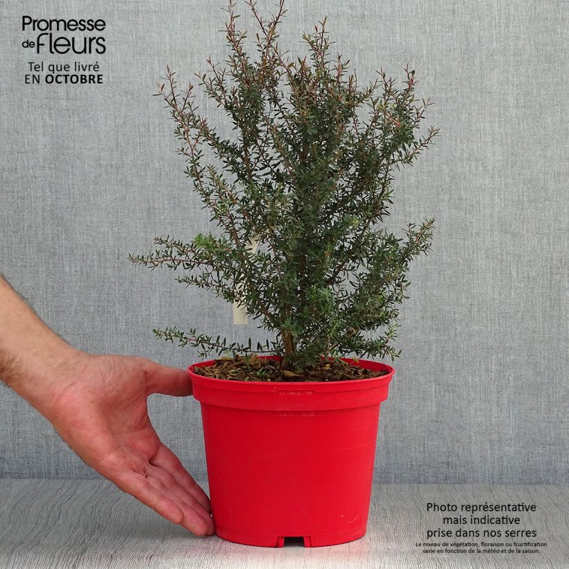Exemplar von Leptospermum scoparium Red damask - Steinsame Topf mit 3L/4L wie im Herbst geliefert