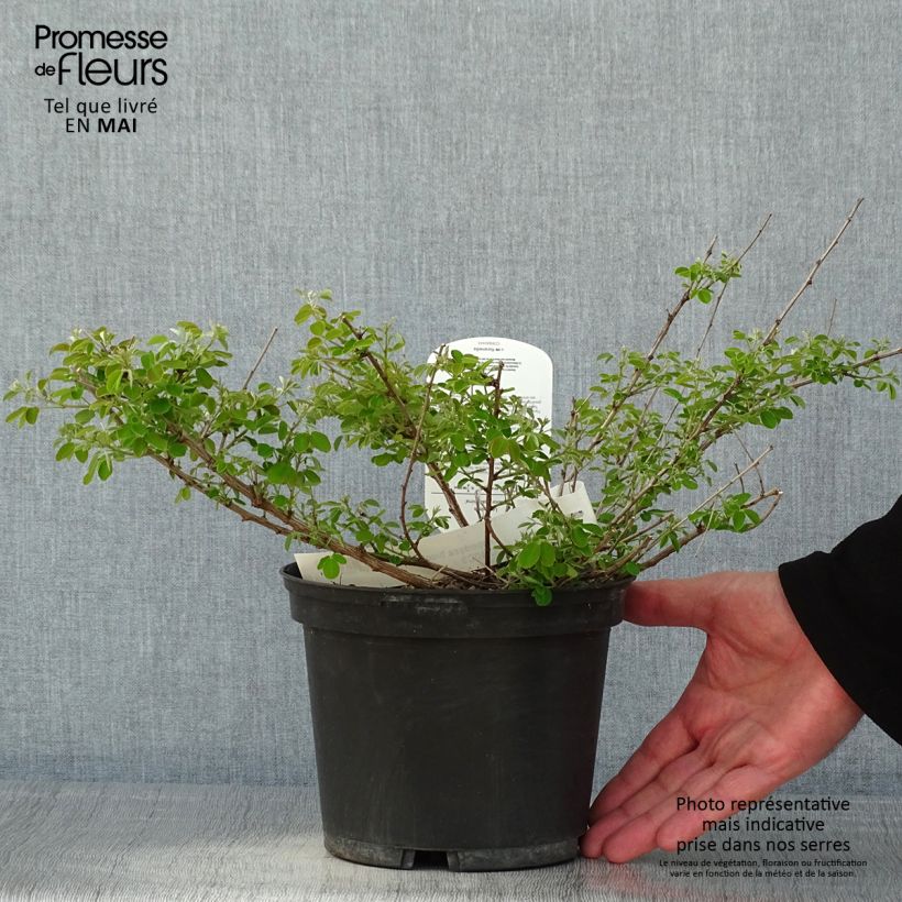 Exemplar von Lespedeza bicolor Yakushima - Buschklee Topf mit 3L/4L wie im Frühjahr geliefert