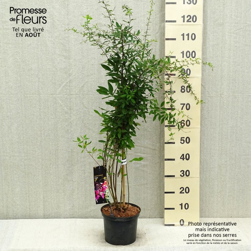 Exemplar von Lespedeza thunbergii Gibraltar - Buschklee Topf mit 1,5L/2L wie im Sommer geliefert