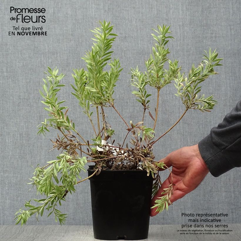 Exemplar von Leucadendron salignum Cheeky Topf mit 3L/4L wie im Herbst geliefert