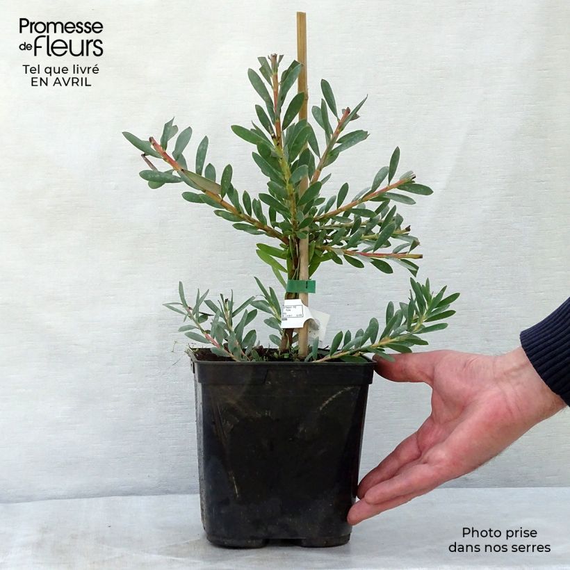 Example of Leucadendron salignum Devil's Blush Topf mit 3L/4L as you get in printemps