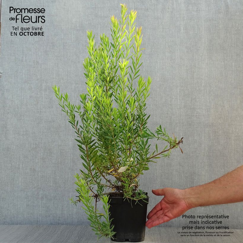Exemplar von Leucadendron Jack Harre Topf mit 3L/4L wie im Herbst geliefert