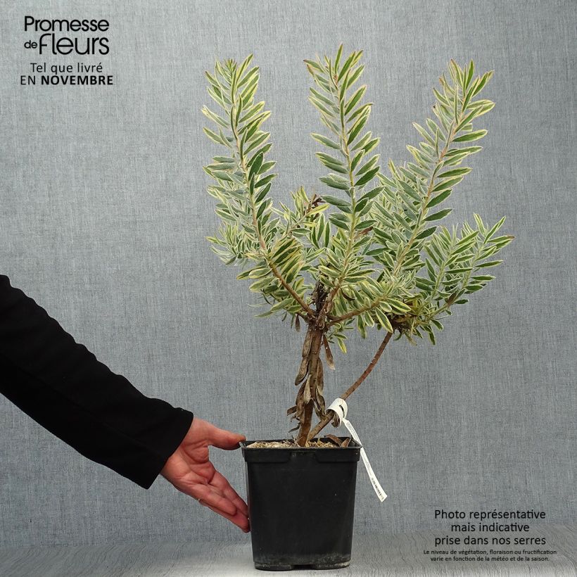 Exemplar von Leucadendron Jester Topf mit 3L/4L wie im Herbst geliefert