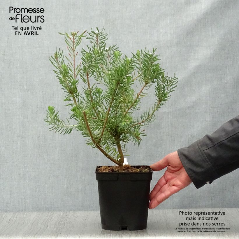 Exemplar von Leucadendron galpinii Purple Haze Topf mit 3L/4L wie im Frühjahr geliefert