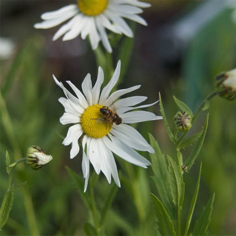 Leucanthemella serotina - Herbstmargerite (Flowering)