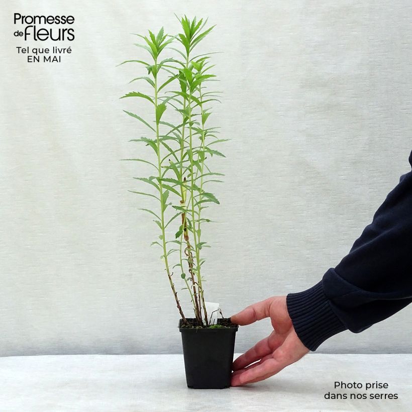 Example of Leucanthemella serotina - Herbstmargerite Kleine Töpfe von 8/9 cm as you get in printemps