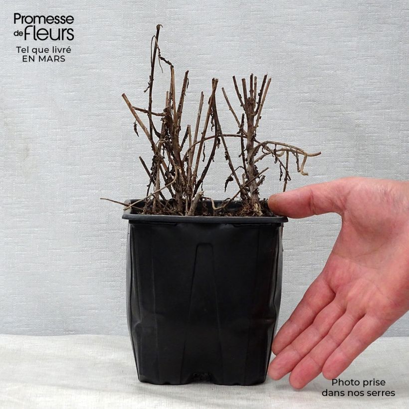 Example of Leucanthemella serotina - Herbstmargerite Topf mit 2L/3L as you get in printemps