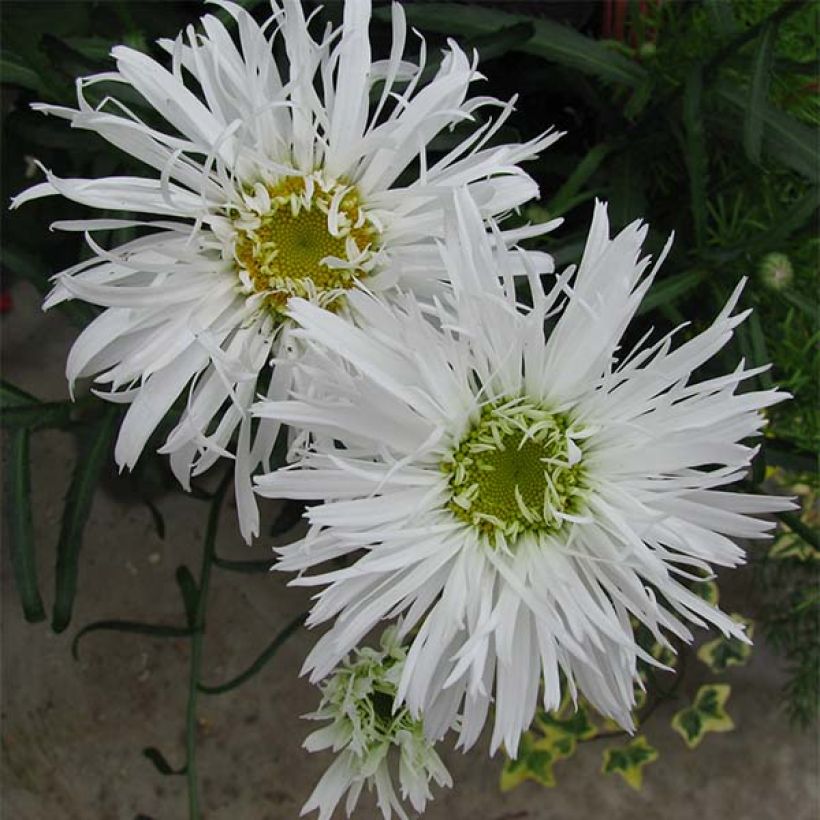 Großblumige Garten-Margerite Aglaia - Leucanthemum (Flowering)