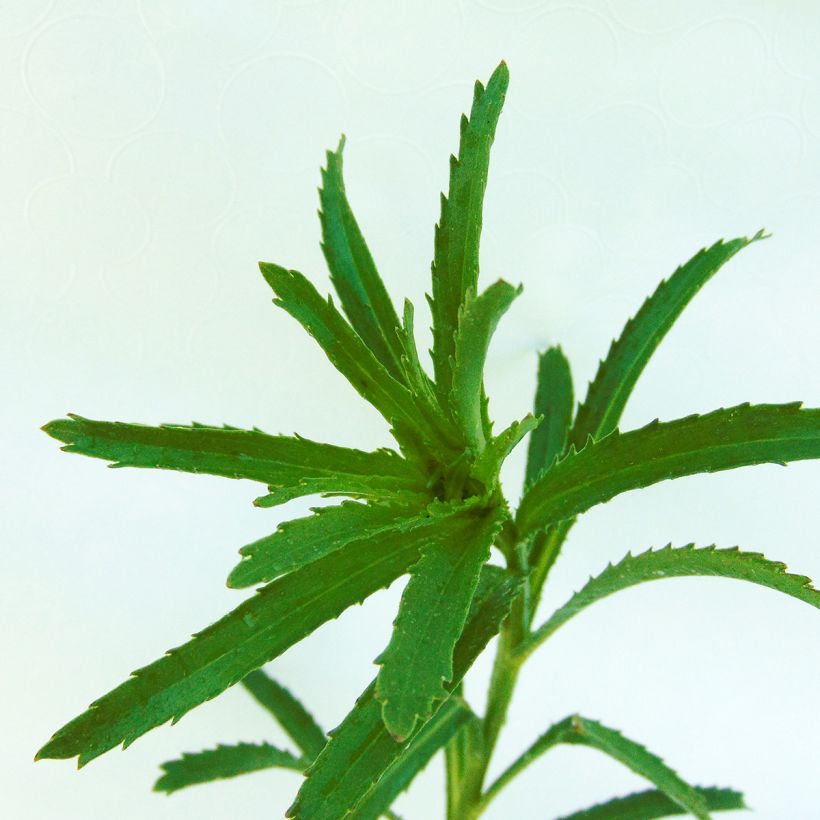 Großblumige Garten-Margerite Aglaia - Leucanthemum (Foliage)