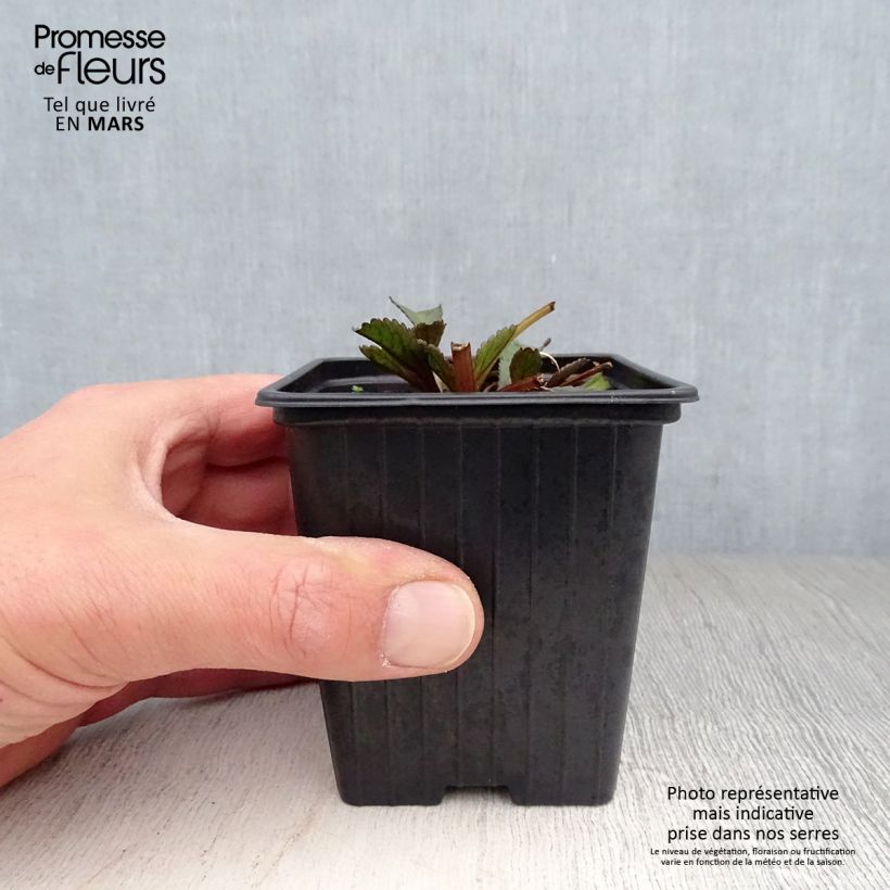 Example of Großblumige Garten-Margerite Aglaia - Leucanthemum Kleine Töpfe von 7/8 cm as you get in printemps