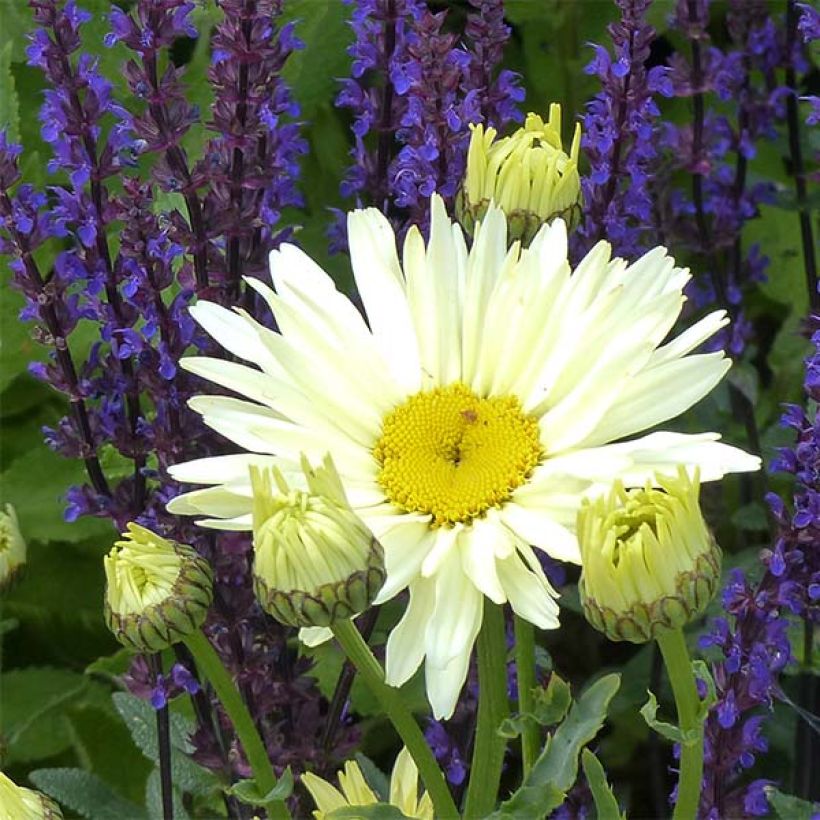 Großblumige Margerite Banana Cream - Leucanthemum (Flowering)
