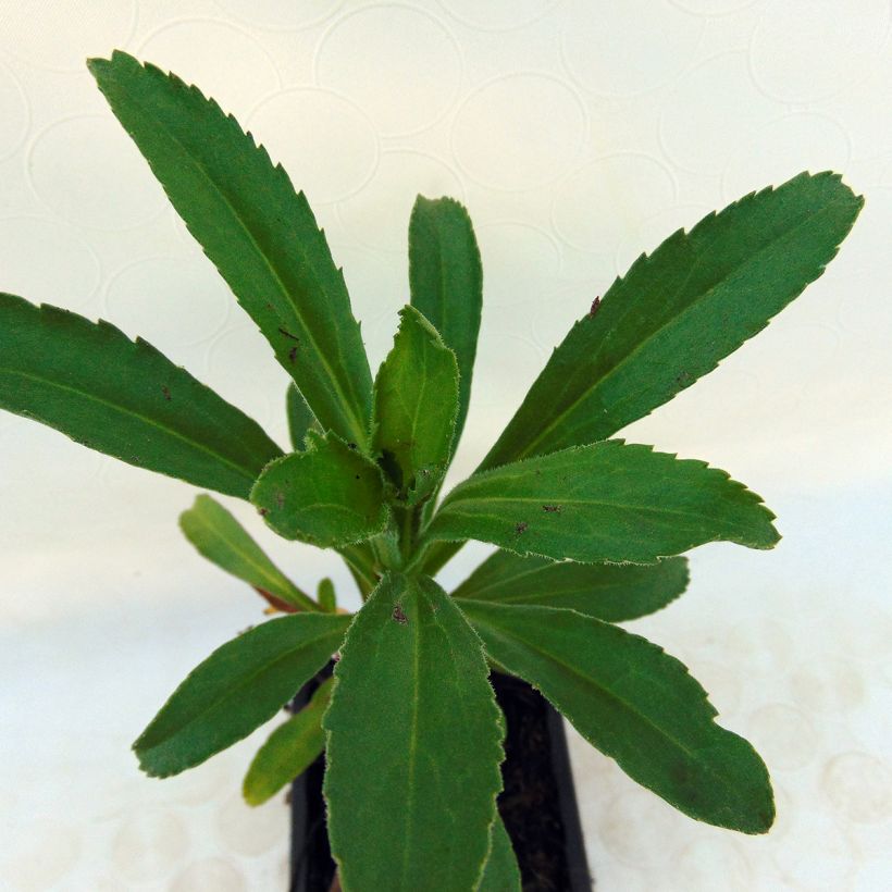 Großblumige Margerite Banana Cream - Leucanthemum (Foliage)