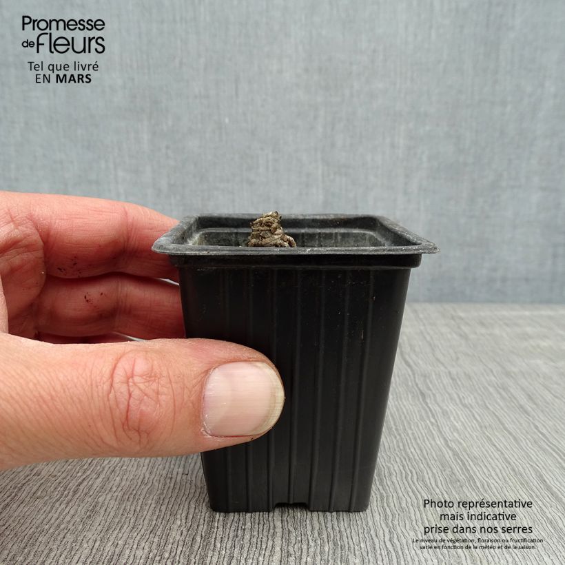 Example of Großblumige Margerite Banana Cream - Leucanthemum Kleine Töpfe von 7/8 cm as you get in printemps