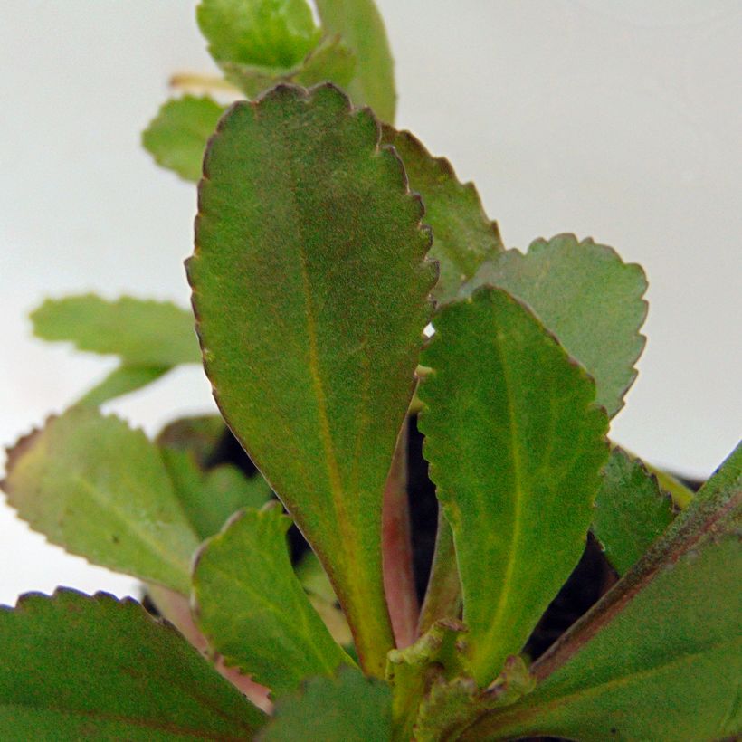 Großblumige Margerite Shapcott Ruffles - Leucanthemum (Laub)