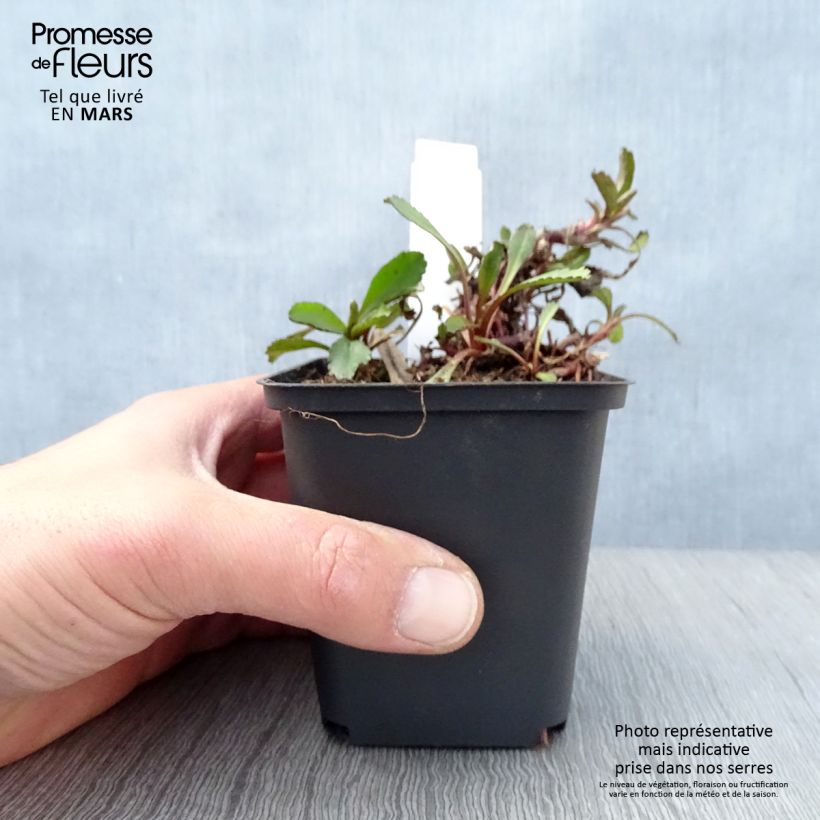 Exemplar von Großblumige Margerite Shapcott Ruffles - Leucanthemum Kleine Töpfe von 8/9 cm wie im Frühjahr geliefert