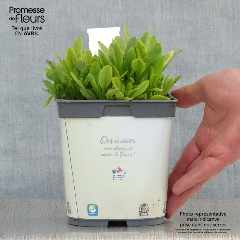 Example of Großblumige Garten-Margerite Snow Lady - Leucanthemum Topf mit 2L/3L as you get in printemps