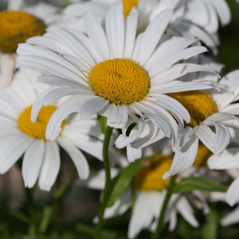 Großblumige Garten-Margerite Snow Lady - Leucanthemum (Flowering)